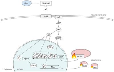 Frontiers Signaling Pathways Regulating Thermogenesis